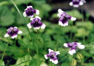 Viola hederacea